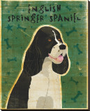 English Springer Spaniel (black and white)
