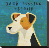 Jack Russell Terrier