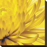 Yellow Mum II