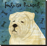 English Bulldog