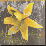 Tulip Fresco (yellow)