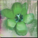 Tulip Fresco (green)