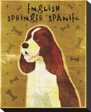 English Springer Spaniel