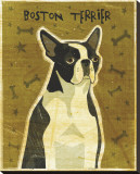 Boston Terrier