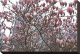 Springtime in New York