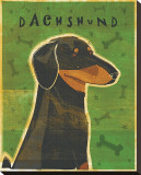 Dachshund