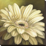 Daisy Portrait