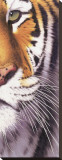 Tiger Eye
