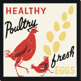 Healthy Poultry-Fresh Eggs