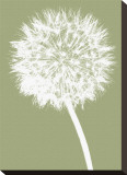Dandelion (khaki)