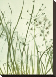Watery Grasses II