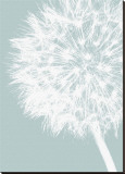 Dandelion Crop (blue)
