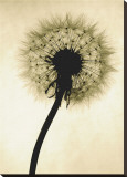Backlit Dandelion