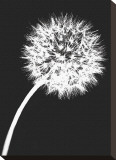 Dandelion Tilt
