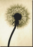 Backlit Dandelion