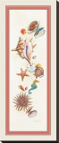 Seashell Island