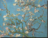 Almond Branches in Bloom  San Remy  c1890
