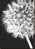 Dandelion Crop