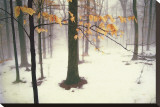 Quiet Woods