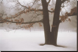 Tranquility