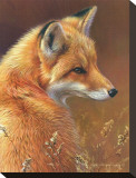 Curious: Red Fox