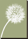 Dandelion Tilt (khaki)