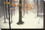 Quiet Woods