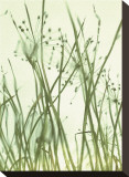 Watery Grasses I
