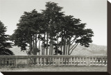 Cypress Trees and Balusters