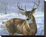 Through My Window: Whitetail Deer