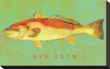 Red Drum