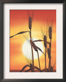 Texture  Sunrise Over Wheat