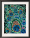 Peacock Feathers