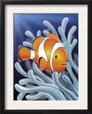 A Clown Fish Swimming by Sea Anemones