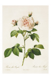 Redoute Rosa Alba Regalis