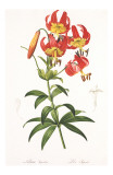 Redoute Lilium Superbum