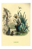 Narcisse