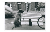 Dog Walking Dog  France