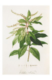 Redoute Clethra Arborea
