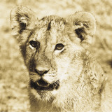 Young Lion