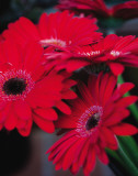 Red Gerbera Daisies I