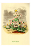 Marguerite