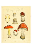 Mushrooms 1855 43
