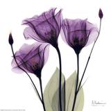 Royal Purple Gentian Trio