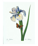 Redoute Iris Hiphium