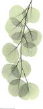 X-Ray Eucalyptus Branch II