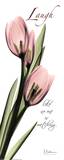 Pink Tulip  Love