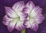 Amaryllis Amour