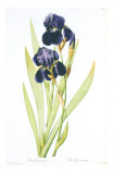 Redoute Iris Germanica