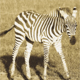 Young Zebra